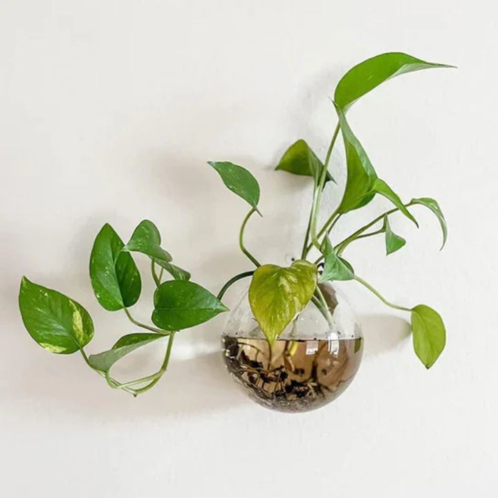 1+1 Gratis | GlassVasy – Minimalistische Glaswandvase für Hydrokulturpflanzen