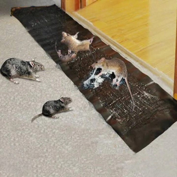 1+1 Gratis | StickyRat™ – Extra große humane Klebefalle für Nagetiere