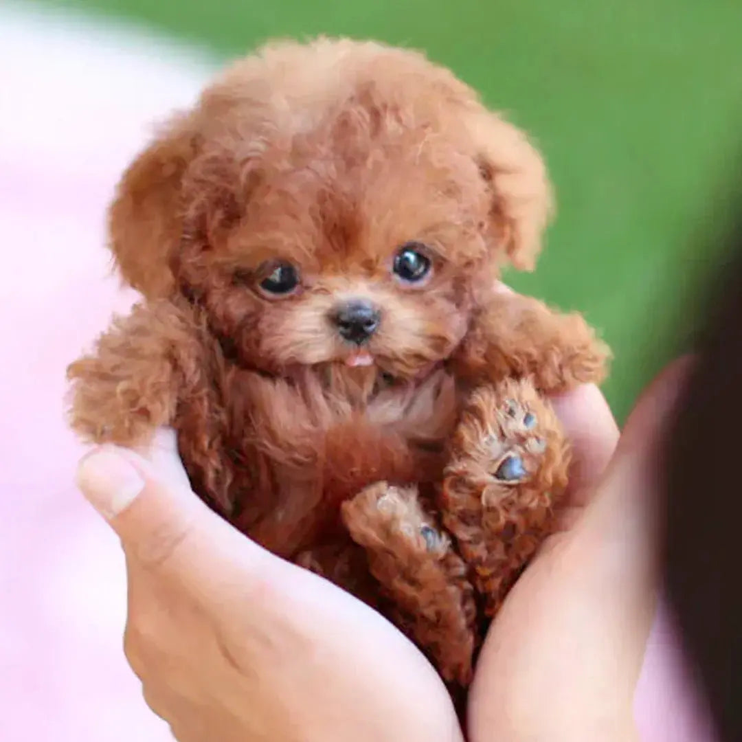 RoboPuppy™ – Die Freude an einem Welpen, ohne die Unordnung
