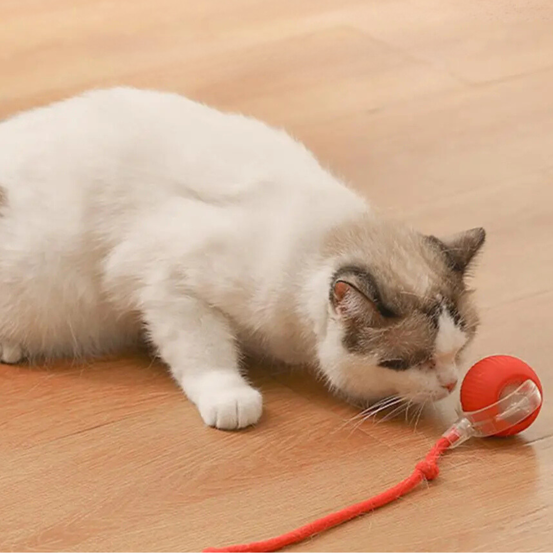 TwirlerKitty™ – Interaktiver Katzenspielball