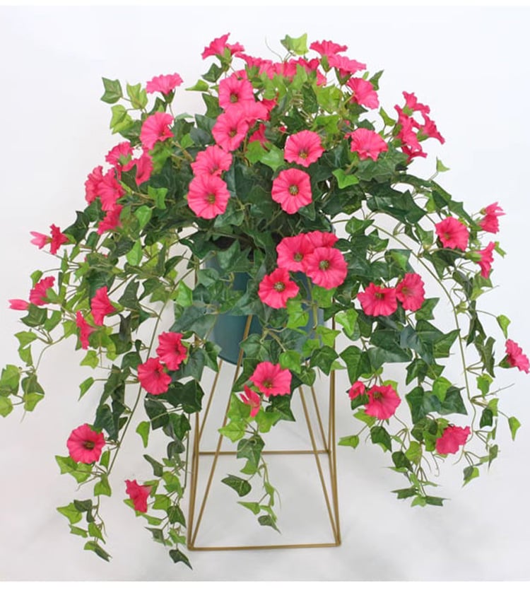 FlowerGlow™ – Ewig blühende Prunkwinde für Eleganz im Innen- und Außenbereich