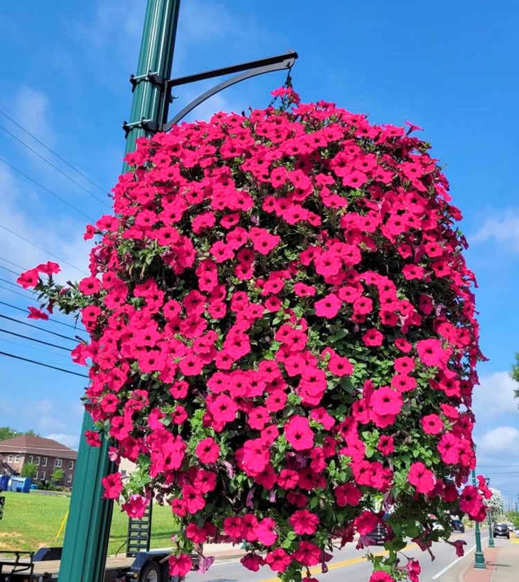 FlowerGlow™ – Ewig blühende Prunkwinde für Eleganz im Innen- und Außenbereich