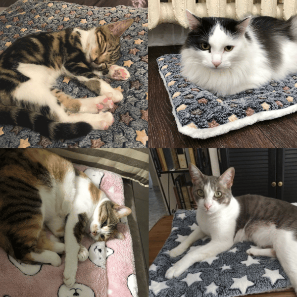 CatZoty™ - Kuschelige beruhigende Katzendecke