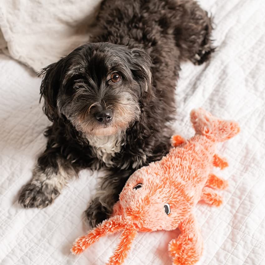 Shrimps™ – Interaktives Hundespielzeug für endlosen Spaß