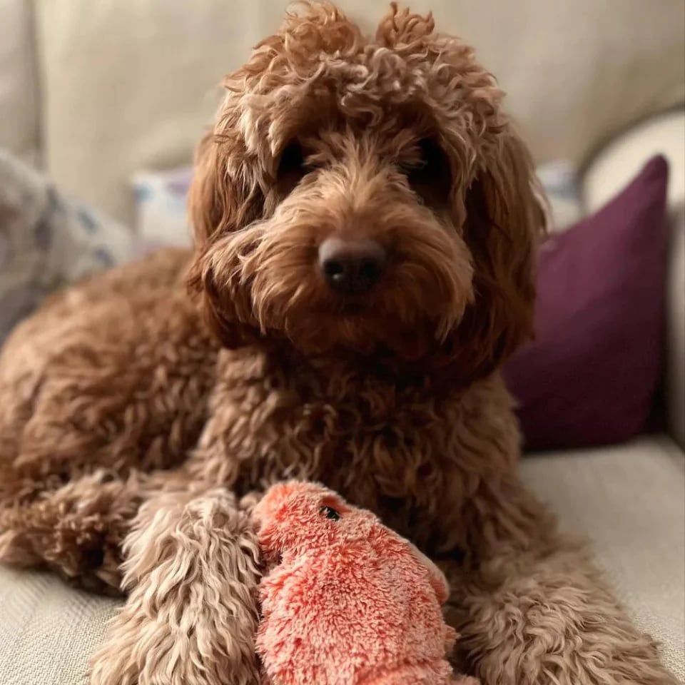 Shrimps™ – Interaktives Hundespielzeug für endlosen Spaß