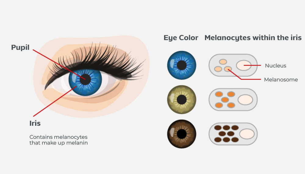 SpecterEyes™ - Augenfarbe-verändernde Tropfen