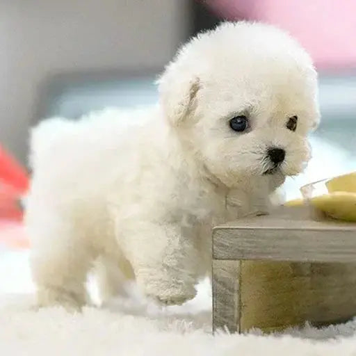 RoboPuppy™ – Die Freude an einem Welpen, ohne die Unordnung