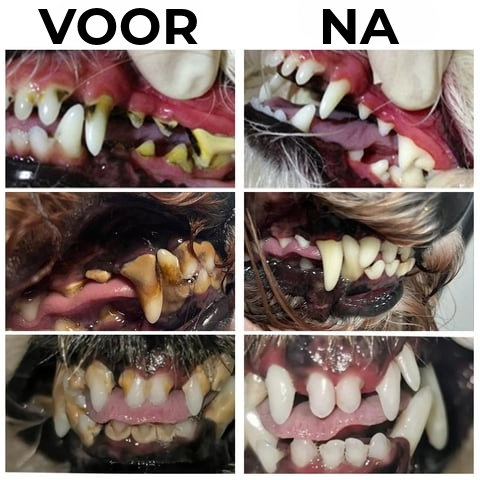 ToothSet™ – Zahnpflege für Haustiere für frischen Atem und gesundes Zahnfleisch