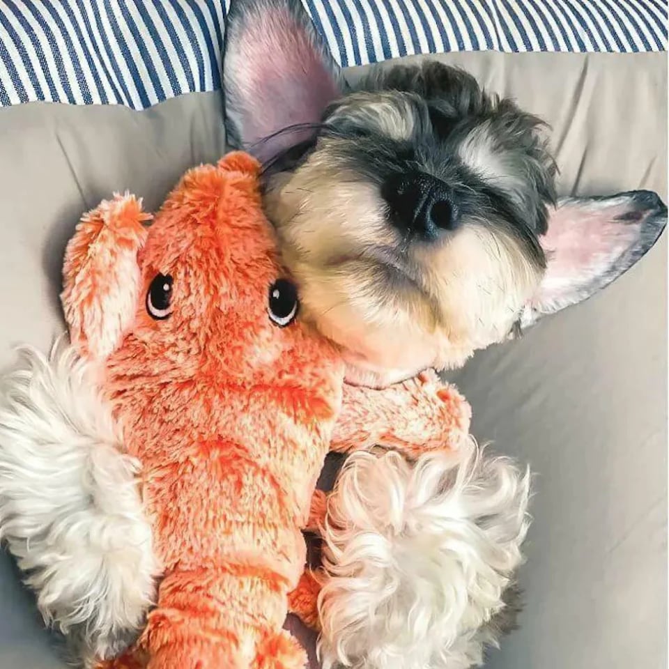 Shrimps™ – Interaktives Hundespielzeug für endlosen Spaß