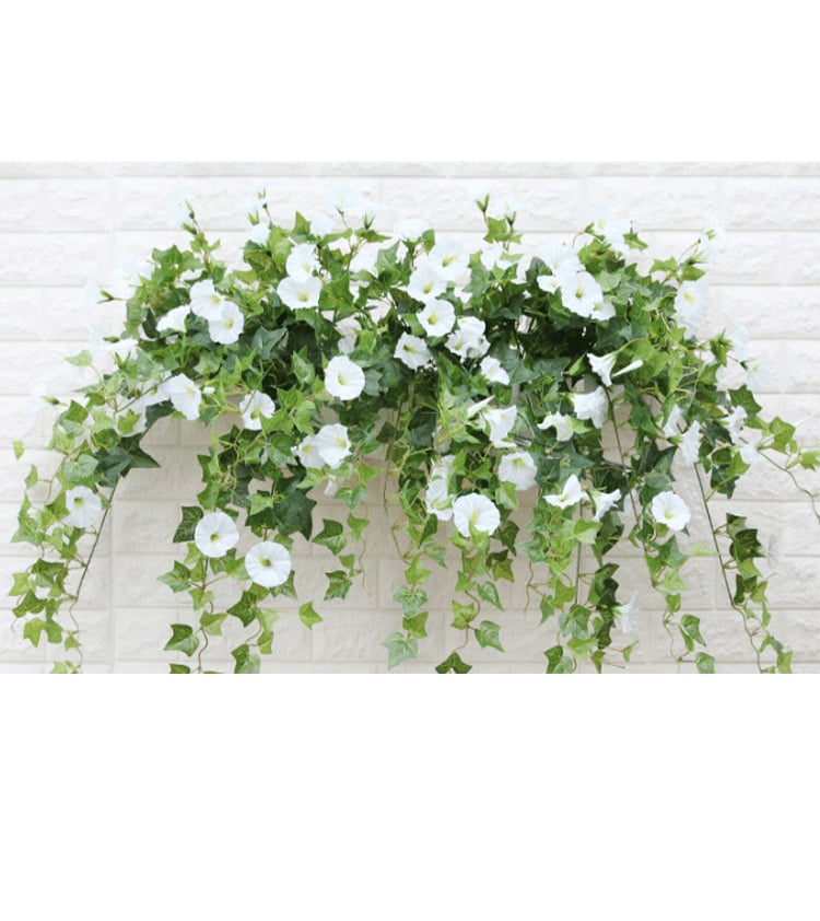 FlowerGlow™ – Ewig blühende Prunkwinde für Eleganz im Innen- und Außenbereich
