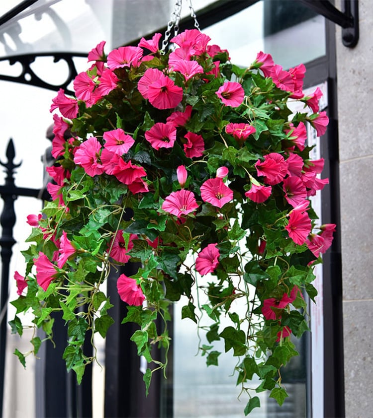 FlowerGlow™ – Ewig blühende Prunkwinde für Eleganz im Innen- und Außenbereich